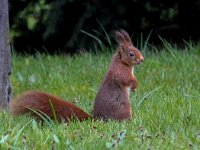 Sciurus vulgaris 31, Eekhoorn, Saxifraga-Bart Vastenhouw