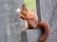 Sciurus vulgaris 42, Eekhoorn, Saxifraga-Bart Vastenhouw