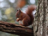 Sciurus vulgaris 46, Eekhoorn, Saxifrag-Henk Baptist