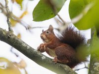 Sciurus vulgaris 50, Eekhoorn, Saxifraga-Mark Zekhuis