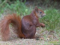 Sciurus vulgaris 51, Eekhoorn, Saxifraga-Mark Zekhuis