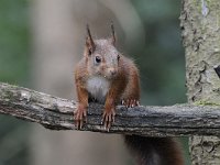 Sciurus vulgaris 65, Eekhoorn, Saxifraga-Luuk Vermeer