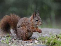 Sciurus vulgaris 66, Eekhoorn, Saxifraga-Luuk Vermeer