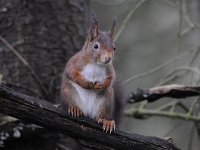 Sciurus vulgaris 67, Eekhoorn, Saxifraga-Luuk Vermeer