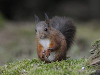 Sciurus vulgaris 72, Eekhoorn, Saxifraga-Luuk Vermeer