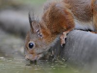 Sciurus vulgaris 73, Eekhoorn, Saxifraga-Luuk Vermeer