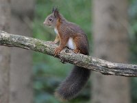 Sciurus vulgaris 78, Eekhoorn, Saxifraga-Luuk Vermeer