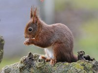 Sciurus vulgaris 80, Eekhoorn, Saxifraga-Luuk Vermeer