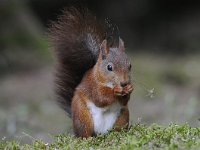 Sciurus vulgaris 87, Eekhoorn, Saxifraga-Luuk Vermeer