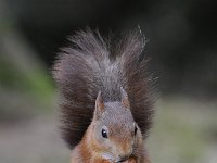 Sciurus vulgaris 88, Eekhoorn, Saxifraga-Luuk Vermeer