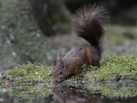 Sciurus vulgaris 91, Eekhoorn, Saxifraga-Luuk Vermeer