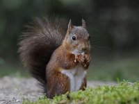 Sciurus vulgaris 93, Eekhoorn, Saxifraga-Luuk Vermeer