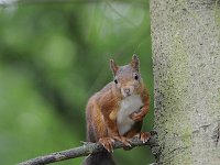 Sciurus vulgaris 95, Eekhoorn, Saxifraga-Luuk Vermeer