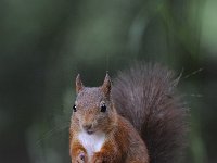 Sciurus vulgaris 97, Eekhoorn, Saxifraga-Luuk Vermeer