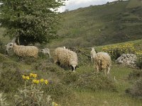 Sheep-Crete 12, Saxifraga-Willem van Kruijsbergen