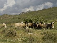 Sheep-Crete 7, Saxifraga-Willem van Kruijsbergen