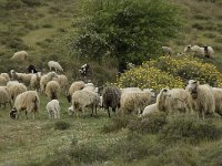 Sheep-Crete 9, Saxifraga-Willem van Kruijsbergen