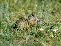 Spermophilus citellus 3, Siesel, Saxifraga-Joerg Mager