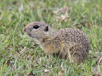 Spermophilus citellus 7, Siesel, Saxifraga-Bart Vastenhouw