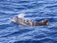 Tursiops truncatus 10, Tuimelaar, Saxifraga-Henk Baptist