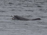 Tursiops truncatus 6, Tuimelaar, Saxifraga-Kees van Berkel : Blue Elephant, Schotland