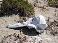 Tursiops truncatus 8, Tuimelaar, Saxifraga-Bart Vastenhouw