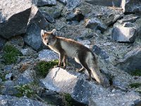 Vulpes lagopus 3, Poolvos, Saxifraga-Bart Vastenhouw