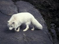 Vulpes lagopus 6, Poolvos, Saxifraga-Arie de Knijff