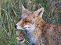 Vulpes vulpes 104, Vos, Saxifraga-Bart Vastenhouw