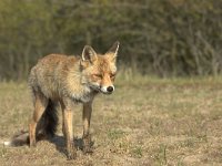 Vulpes vulpes 117, adult, Vos, Saxifraga-Theo Verstrael