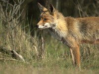 Vulpes vulpes 118, adult, Vos, Saxifraga-Theo Verstrael