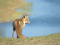 Vulpes vulpes 120, adult, Vos, Saxifraga-Theo Verstrael