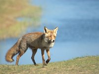 Vulpes vulpes 121, adult, Vos, Saxifraga-Theo Verstrael