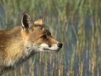 Vulpes vulpes 122, adult, Vos, Saxifraga-Theo Verstrael