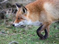 Vulpes vulpes 127, Vos, Saxifraga-Bart Vastenhouw