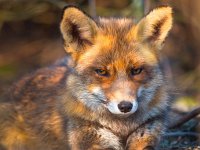 Red fox is relaxing  Red fox is relaxing in the sun from under a bush : animal, beautiful, beauty, britain, british, canine, carnivore, close, closeup, countryside, cute, detail, dog, ear, environment, europe, eye, face, field, fox, fur, furry, grass, green, hunter, look, lying, mammal, nature, nose, one, outdoor, predator, prowl, red, relax, rest, sitting, standing, stare, sun, sunbathing, sunny, up, vulpes vulpes, watching, whisker, white, wild, wildlife