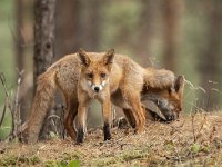 Vulpes vulpes 148, Vos, Saxifraga-Luuk Vermeer