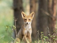 Vulpes vulpes 154, Vos, Saxifraga-Luuk Vermeer