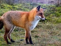 Vulpes vulpes 163, Vos, Saxifraga-Bart Vastenhouw.