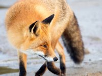 Vulpes vulpes 164, Vos, Saxifraga-Bart Vastenhouw.