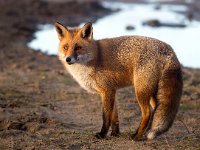 Vulpes vulpes 168, Vos, Saxifraga-Bart Vastenhouw.