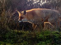 Vulpes vulpes 171, Vos, Saxifraga-Bart Vastenhouw.