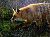 Vulpes vulpes 172, Vos, Saxifraga-Bart Vastenhouw.