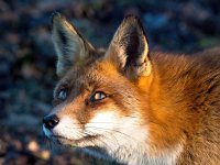 Vulpes vulpes 180, Vos, Saxifraga-Bart Vastenhouw