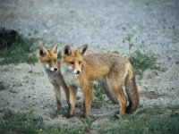 Vulpes vulpes 24, Vos, juvenile, Saxifraga-Piet Munsterman