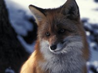 Vulpes vulpes 35, Vos, Saxifraga-Arie de Knijff