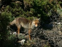 Vulpes vulpes 36, Vos, Saxifraga-Dirk Hilbers