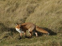 Vulpes vulpes 41, Vos, Saxifraga-Piet Munsterman