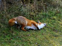 Vulpes vulpes 44, Vos, Saxifraga-Piet Munsterman