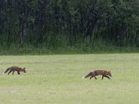 Vulpes vulpes 45, Vos, Saxifraga-Mark Zekhuis